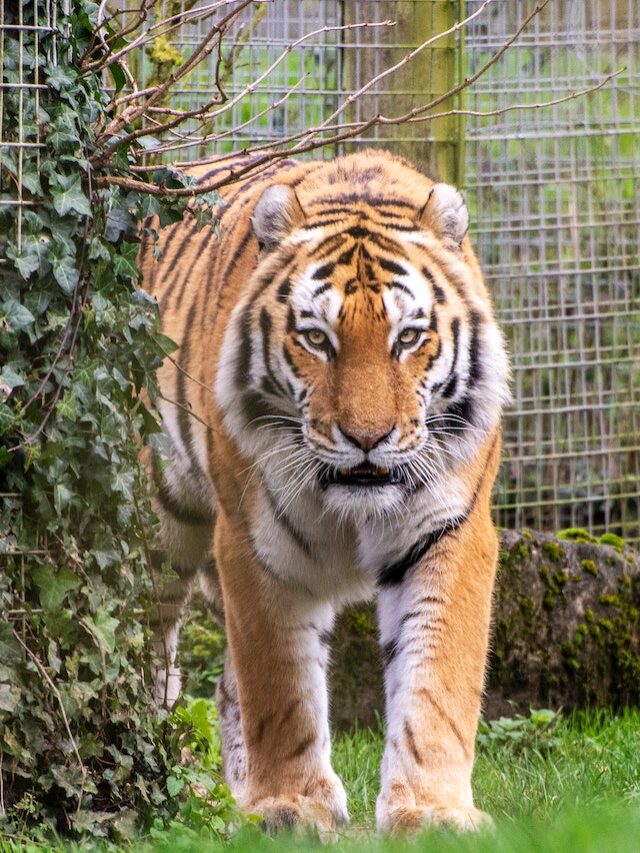 Bengal Tiger